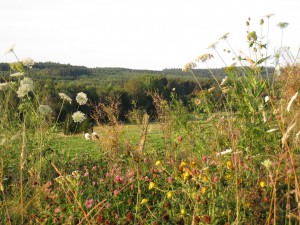 Tuin in herfsttooi